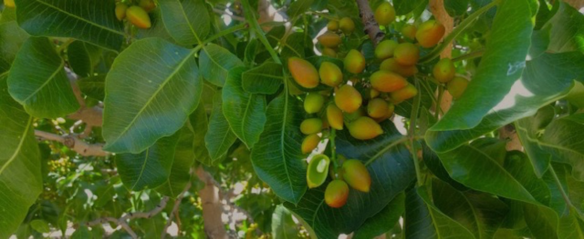 pistachios-kings-county