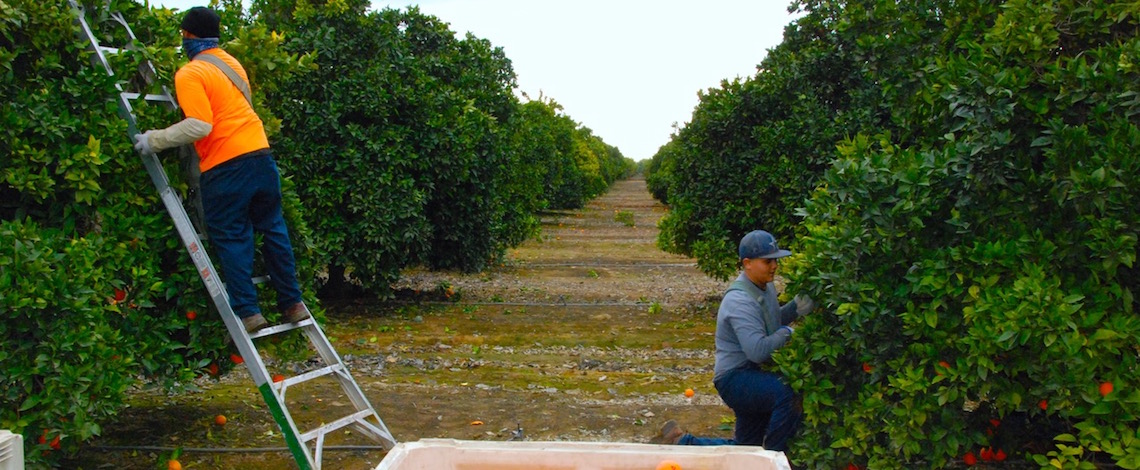 harvest